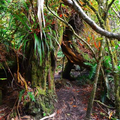 A Découvrir à l'Ile de la Réunion -Les forêts de Bébour-Bélouve