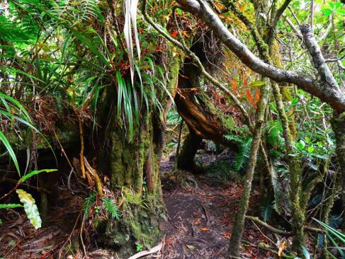 A Découvrir à l'Ile de la Réunion -Les forêts de Bébour-Bélouve