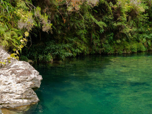 A Découvrir à l'Ile de la Réunion -Les forêts de Bébour-Bélouve