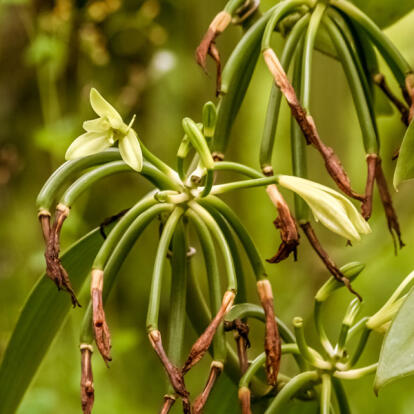 A Découvrir à l'Ile de la Réunion - La vanille Bourbon