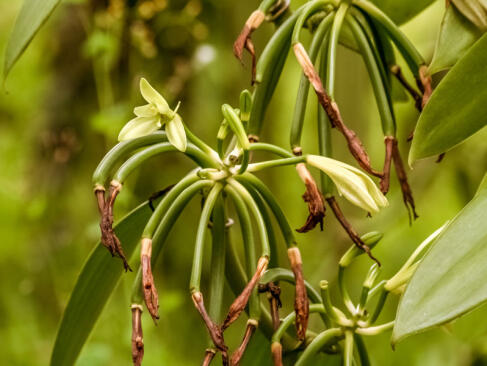 A Découvrir à l'Ile de la Réunion - La vanille Bourbon