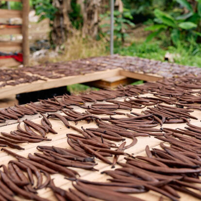 A Découvrir à l'Ile de la Réunion - La vanille Bourbon