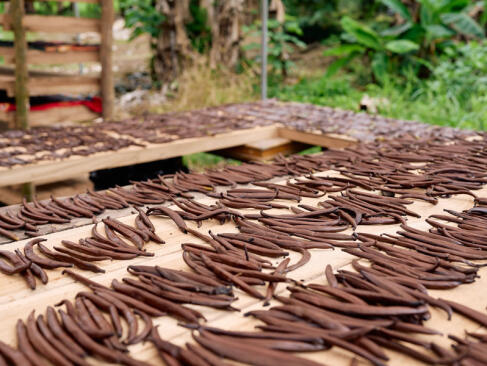 A Découvrir à l'Ile de la Réunion - La vanille Bourbon