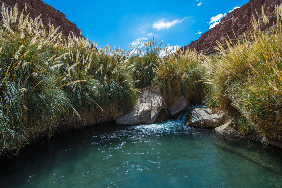 Chili - La route des geysers, El Tatio et au-delà