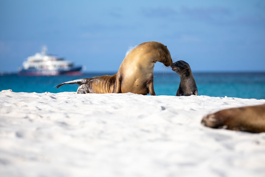 Equateur - Croisière aux Galapagos, les escales incontournables
