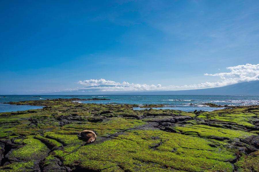 Equateur - Croisière aux Galapagos, les escales incontournables