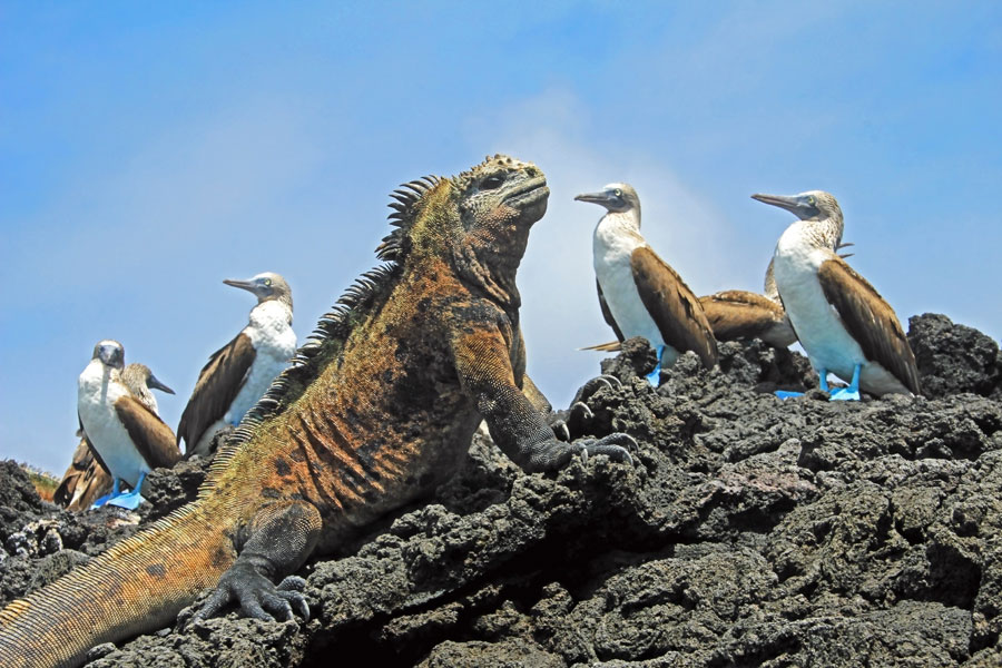 Equateur - Croisière aux Galapagos, les escales incontournables