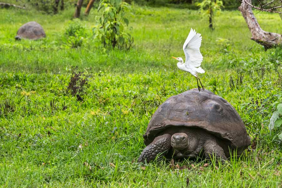 Equateur - Croisière aux Galapagos, les escales incontournables