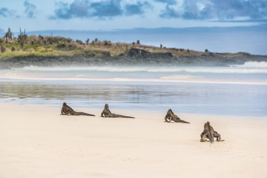 Equateur - Croisière aux Galapagos, les escales incontournables