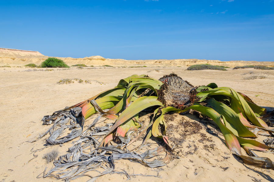 Angola - Du désert du Namib aux falaises de Tundavala