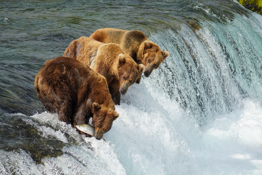Alaska - Katmai, le royaume des ours bruns d'Alaska
