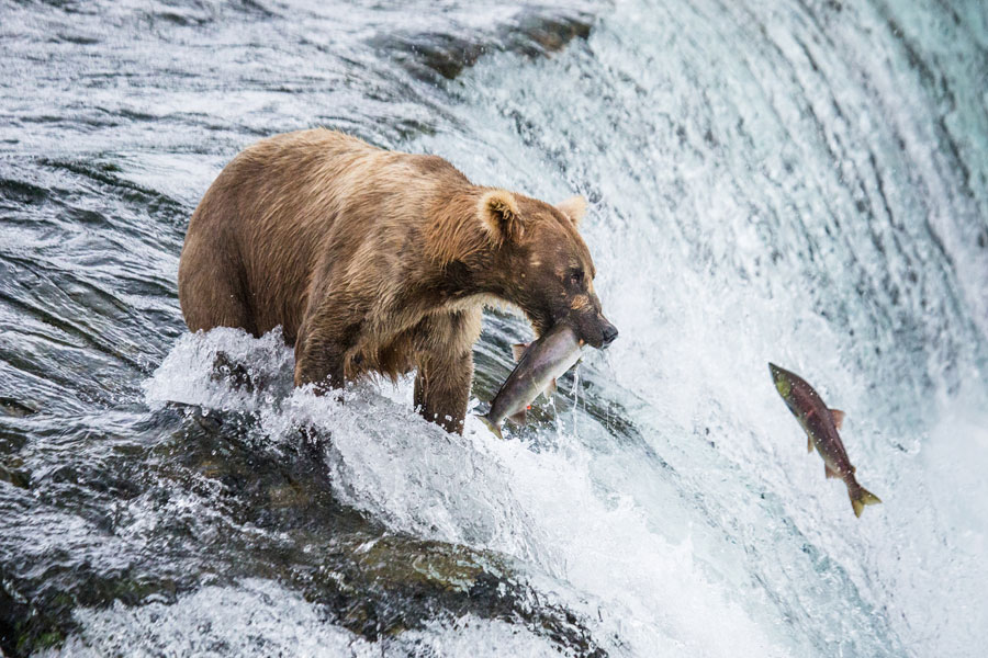 Alaska - Katmai, le royaume des ours bruns d'Alaska