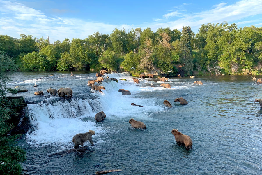 Alaska - Katmai, le royaume des ours bruns d'Alaska
