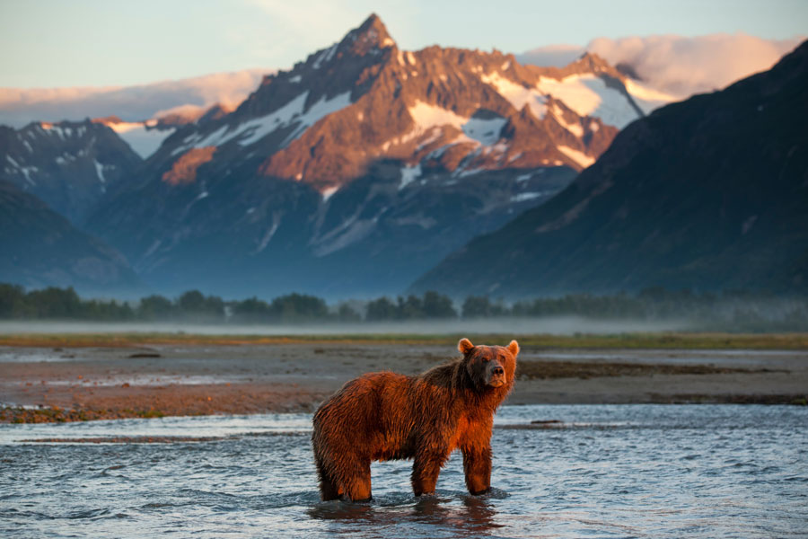 Alaska - Katmai, le royaume des ours bruns d'Alaska
