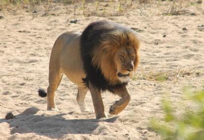 Karongwe - Lion Voyage Découverte en Afrique du Sud - A La Conquête des Big Five en Safari