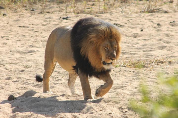 Voyage Découverte en Afrique du Sud - A La Conquête des Big Five en Safari