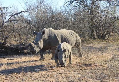 Voyage Découverte en Afrique du Sud - Karongwe, un combat pour sauver les rhinos