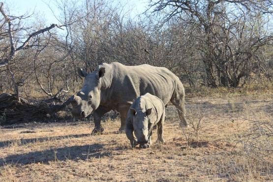 Karongwe - Rhinos Blancs Voyage Découverte en Afrique du Sud - Karongwe, un combat pour sauver les rhinos