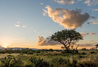 Landscape - Marula Voyage Découverte en Afrique du Sud - Les Plantes Magiques d’Afrique du  Sud