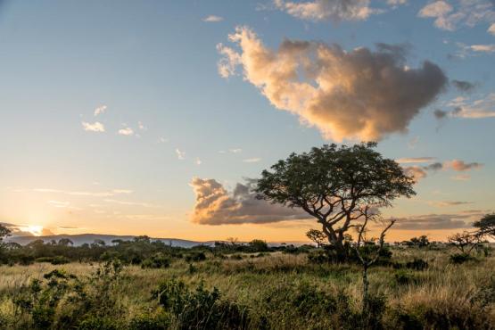 Landscape - Marula Voyage Découverte en Afrique du Sud - Les Plantes Magiques d’Afrique du  Sud
