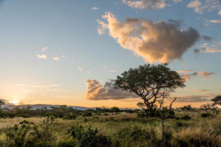 Landscape - Marula Voyage Découverte en Afrique du Sud - Les Plantes Magiques d’Afrique du  Sud