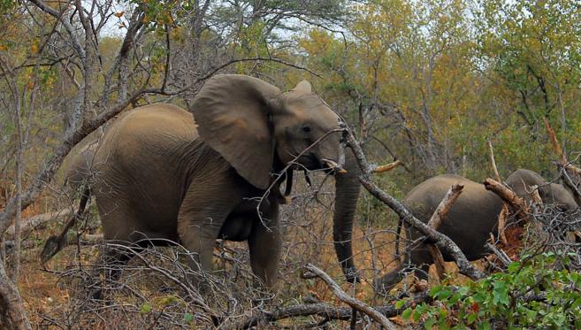 Selati, la Véritable « Wilderness » Sud-Africaine
