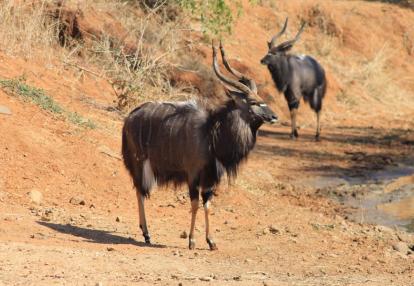 Voyage Découverte en Afrique du Sud - Selati, la Véritable Wilderness Sud-Africaine