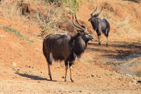 Selati Reserve - Nyala mâle Voyage Découverte en Afrique du Sud - Selati, la Véritable Wilderness Sud-Africaine
