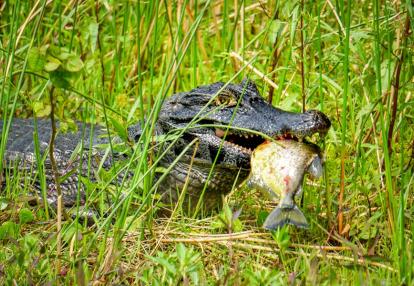 Voyage Découverte en Argentine - Excursion aux  Esteros del Ibera