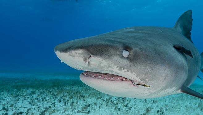 Un Univers Aquatique à Explorer en Liberté