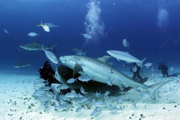 Voyage Découverte aux Bahamas - Un Univers Aquatique à Explorer en Liberté