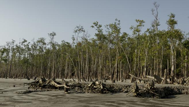 La Forêt de Mangrove des Sundarbans