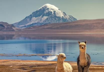 Sajama volcano Voyage Découverte en Bolivie - Le Parc National Sajama