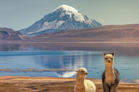 Voyage Découverte en Bolivie - Le Parc National Sajama