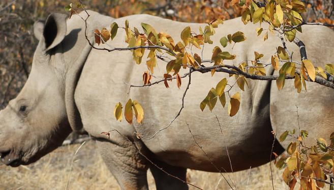 Marcher parmi les Rhinos à Limpopo Lipadi