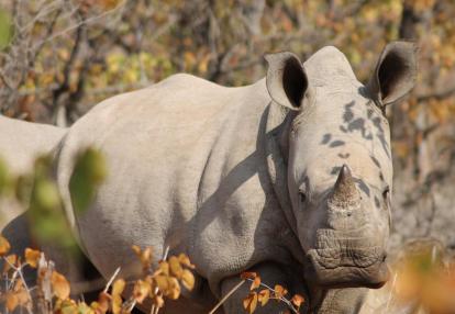 Rhinocéros Blanc à Limpopo Voyage Découverte au Botswana - Marcher parmi les Rhinos à Limpopo Lipadi