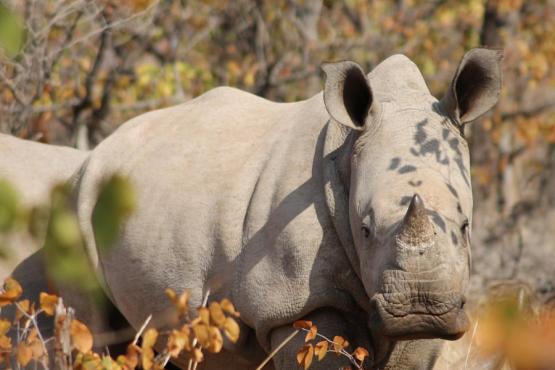 Voyage Découverte au Botswana - Marcher parmi les Rhinos à Limpopo Lipadi