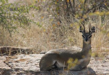 Voyage Découverte au Botswana -Wild At Tuli