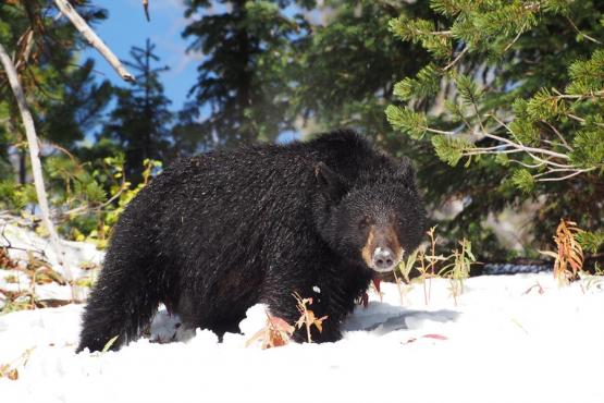 Voyage Découverte au Canada - Pays de Kananaskis