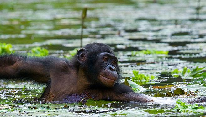 La Vie sur le Fleuve Congo