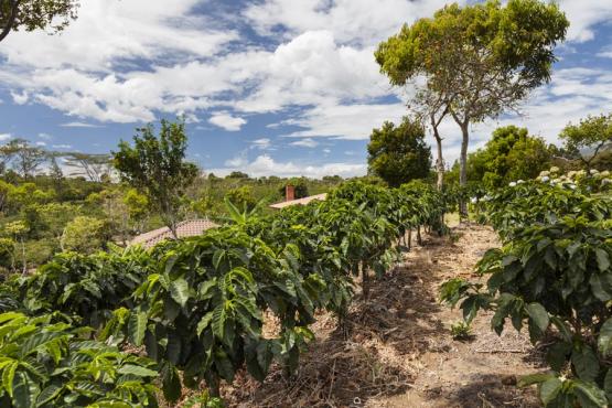 Voyage Découverte au Costa Rica - L'un des meilleurs café au monde