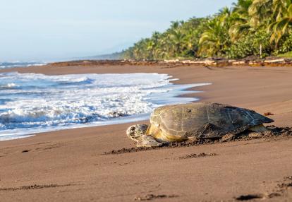 Voyage Découverte au Costa Rica - Paradis de la Biodiversité