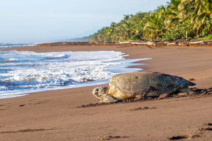 Voyage Découverte au Costa Rica - Paradis de la Biodiversité