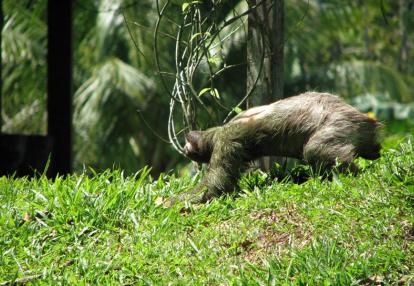 Parc national Tortuguero -Paresseux trois Doigts Voyage Découverte au Costa Rica - Le Parc National de Tortuguero