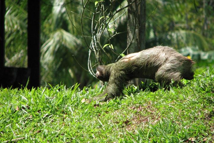 Voyage Découverte au Costa Rica - Le Parc National de Tortuguero
