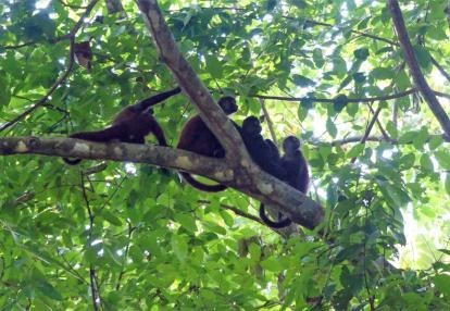 Péninsule d'Osa Voyage Découverte au Costa Rica - Osez la Péninsule d’Osa
