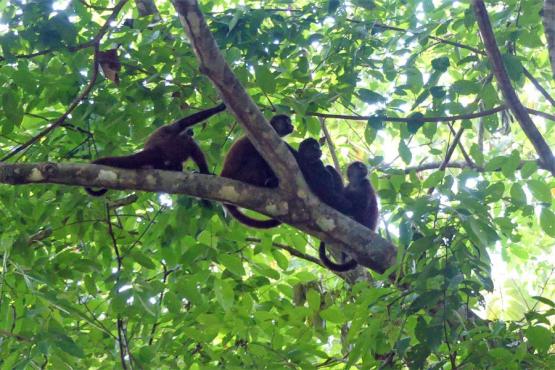 Voyage Découverte au Costa Rica - Osez la Péninsule d’Osa