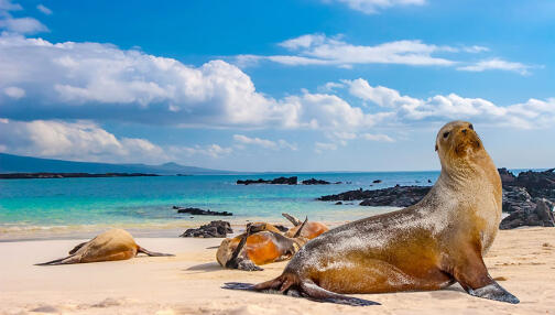 Croisière aux Galapagos; les escales incontournables