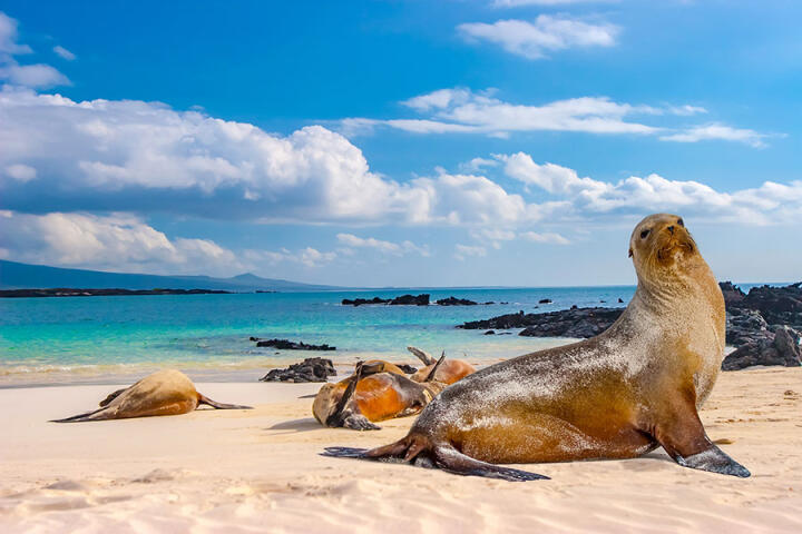 Galapagos Voyage Découverte en Equateur - Croisière aux Galapagos, les escales incontournables