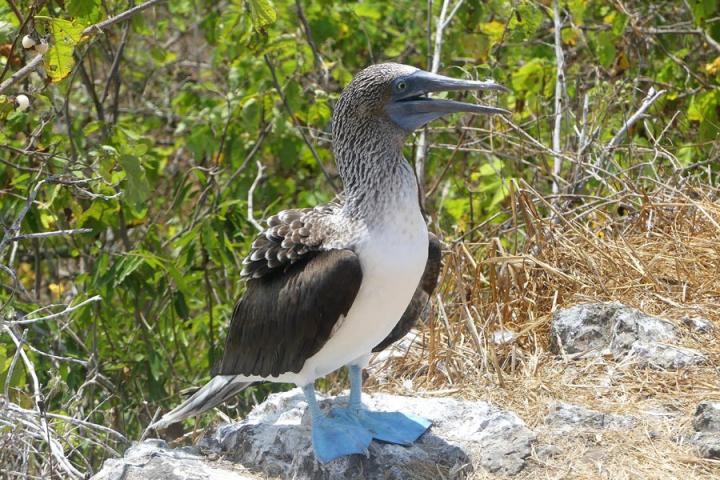 Voyage Découverte en Equateur - Isla de la Plata, une île aux trésors… naturels